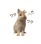 うさぎ 実写スタンプ（個別スタンプ：10）