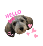 愛犬ちゃんラブ②（個別スタンプ：2）