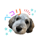 愛犬ちゃんラブ②（個別スタンプ：4）