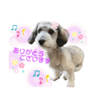 愛犬ちゃんラブ②（個別スタンプ：7）