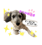 愛犬ちゃんラブ②（個別スタンプ：9）