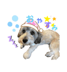 愛犬ちゃんラブ②（個別スタンプ：13）