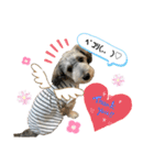 愛犬ちゃんラブ②（個別スタンプ：15）