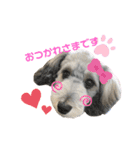 愛犬ちゃんラブ②（個別スタンプ：16）