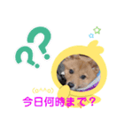 日常会話 ポメ柴（個別スタンプ：6）