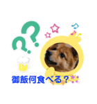 日常会話 ポメ柴（個別スタンプ：15）