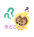 日常会話 ポメ柴（個別スタンプ：17）