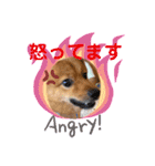 日常会話 ポメ柴（個別スタンプ：20）