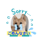 日常会話 ポメ柴（個別スタンプ：21）