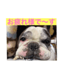 フレンチブルドッグ♡どん（個別スタンプ：7）