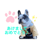 フレンチブルドッグ♡どん（個別スタンプ：15）