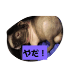 スキニーギニアピッグパンビ（個別スタンプ：7）