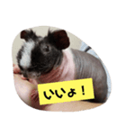スキニーギニアピッグパンビ（個別スタンプ：8）