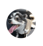 ふっくら犬？（個別スタンプ：1）