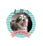 ふっくら犬？（個別スタンプ：2）