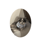 ふっくら犬？（個別スタンプ：4）