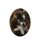ふっくら犬？（個別スタンプ：7）