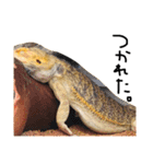 フトアゴヒゲトカゲのサボテン.（個別スタンプ：11）