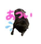 げん太くん（個別スタンプ：1）