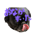 げん太くん（個別スタンプ：4）