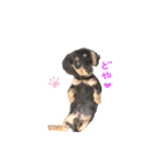 ひぐらし ブラックタンダックス  アミ（個別スタンプ：4）