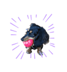 ひぐらし ブラックタンダックス  アミ（個別スタンプ：7）