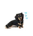 ひぐらし ブラックタンダックス  アミ（個別スタンプ：10）