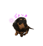 ひぐらし ブラックタンダックス  アミ（個別スタンプ：14）