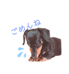 ダックスのひとりごと（個別スタンプ：3）