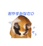 5モルちゃんズ（個別スタンプ：3）
