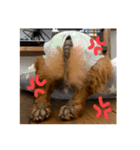 飼い犬      杏（個別スタンプ：3）