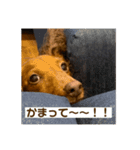飼い犬      杏（個別スタンプ：4）