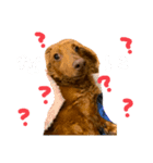 飼い犬      杏（個別スタンプ：5）