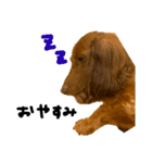 飼い犬      杏（個別スタンプ：6）