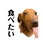 飼い犬      杏（個別スタンプ：7）