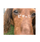 飼い犬      杏（個別スタンプ：8）
