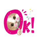 おちゃめna猫の日常（個別スタンプ：1）