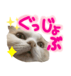 おちゃめna猫の日常（個別スタンプ：4）