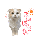 おちゃめna猫の日常（個別スタンプ：5）