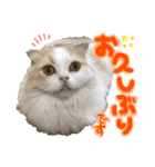 おちゃめna猫の日常（個別スタンプ：6）