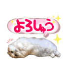おちゃめna猫の日常（個別スタンプ：7）