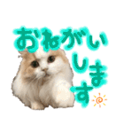 おちゃめna猫の日常（個別スタンプ：8）