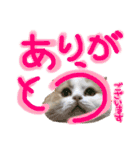 おちゃめna猫の日常（個別スタンプ：9）