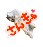 おちゃめna猫の日常（個別スタンプ：10）