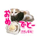 おちゃめna猫の日常（個別スタンプ：12）