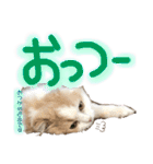 おちゃめna猫の日常（個別スタンプ：13）