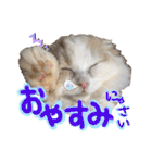 おちゃめna猫の日常（個別スタンプ：15）