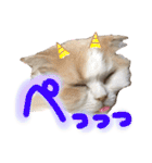 おちゃめna猫の日常（個別スタンプ：16）