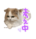 おちゃめna猫の日常（個別スタンプ：17）