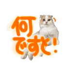 おちゃめna猫の日常（個別スタンプ：19）